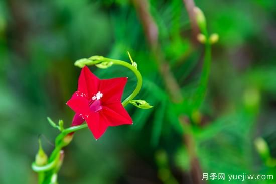 100種常見花卉的栽培大全，送給愛養(yǎng)花的你(圖74)