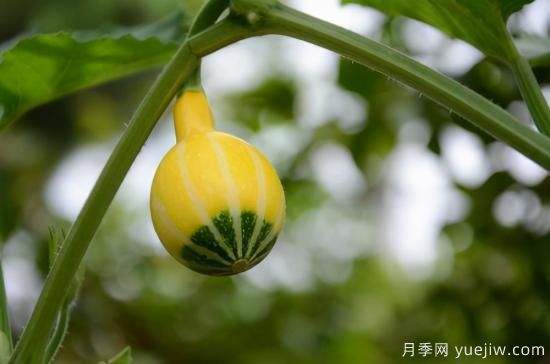 100種常見花卉的栽培大全，送給愛養(yǎng)花的你(圖76)