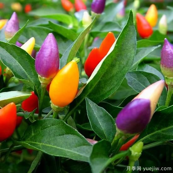 100種常見花卉的栽培大全，送給愛養(yǎng)花的你(圖77)