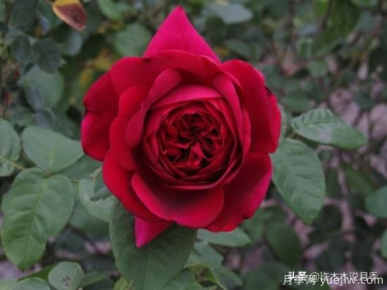 35個(gè)奧斯汀官方推薦的月季品種，抗病強(qiáng)長(zhǎng)勢(shì)好開(kāi)花多花友必選(圖25)