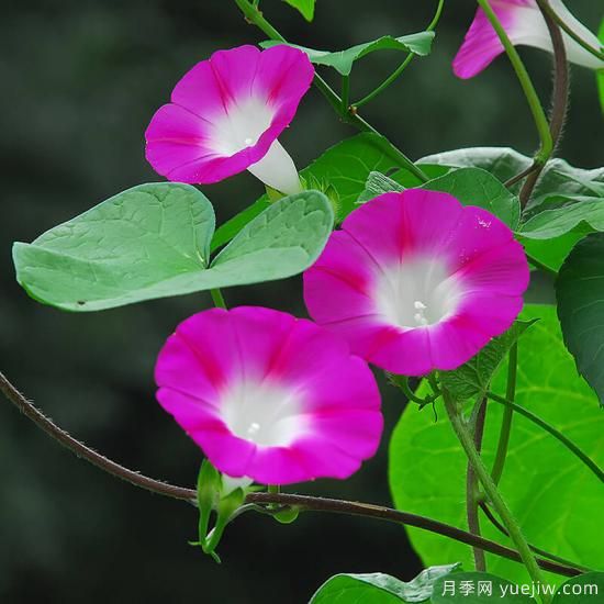 100種常見花卉的栽培大全，送給愛養(yǎng)花的你(圖78)