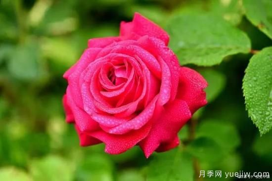 月季復(fù)壯很簡(jiǎn)單，做好3件事新枝粗壯開(kāi)花多(圖1)