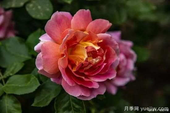 月季復(fù)壯很簡(jiǎn)單，做好3件事新枝粗壯開(kāi)花多(圖2)