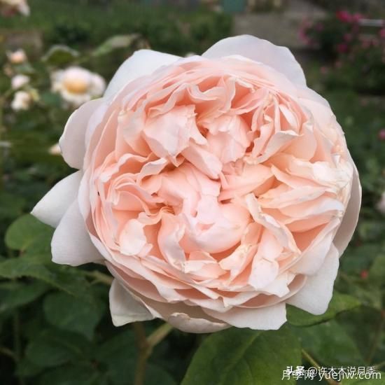 35個(gè)奧斯汀官方推薦的月季品種，抗病強(qiáng)長(zhǎng)勢(shì)好開(kāi)花多花友必選(圖27)
