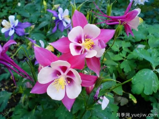 100種常見花卉的栽培大全，送給愛養(yǎng)花的你(圖81)