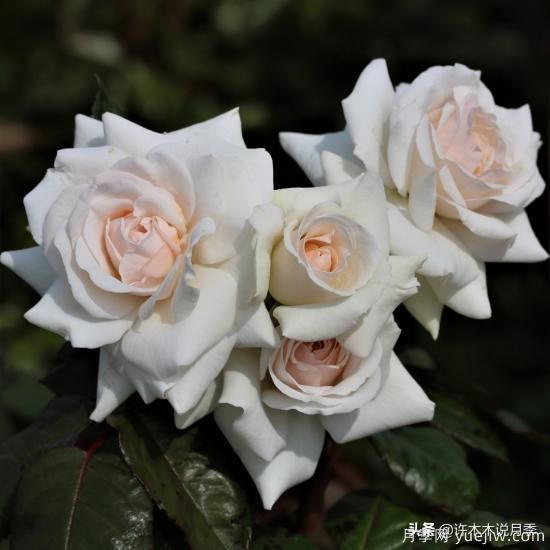 35個(gè)奧斯汀官方推薦的月季品種，抗病強(qiáng)長(zhǎng)勢(shì)好開(kāi)花多花友必選(圖26)