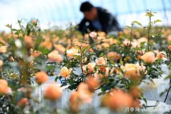 月季復(fù)壯很簡(jiǎn)單，做好3件事新枝粗壯開(kāi)花多(圖3)