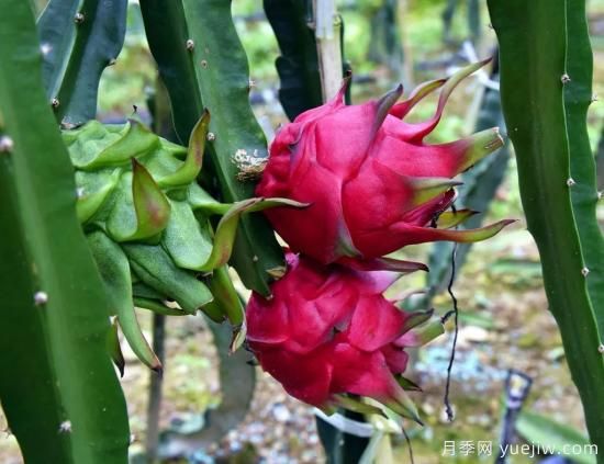 100種常見花卉的栽培大全，送給愛養(yǎng)花的你(圖82)