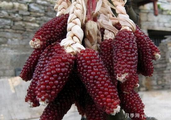 100種常見花卉的栽培大全，送給愛養(yǎng)花的你(圖83)