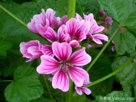 100種常見花卉的栽培大全，送給愛養(yǎng)花的你(圖84)