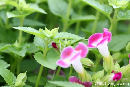 100種常見花卉的栽培大全，送給愛養(yǎng)花的你(圖85)