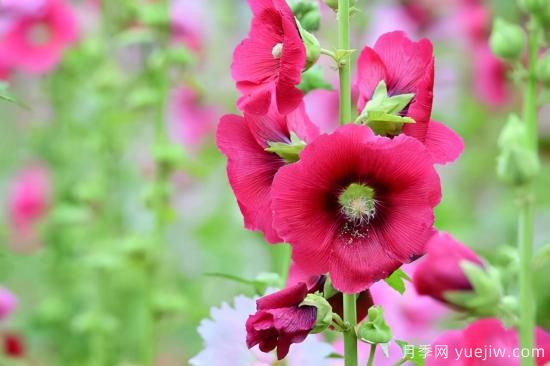 100種常見花卉的栽培大全，送給愛養(yǎng)花的你(圖86)