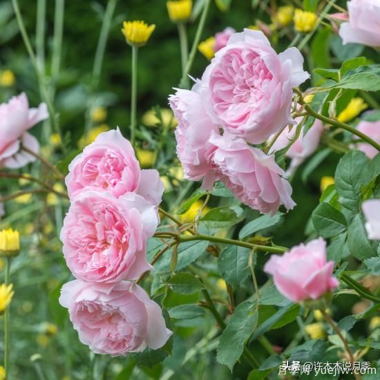 35個(gè)奧斯汀官方推薦的月季品種，抗病強(qiáng)長(zhǎng)勢(shì)好開(kāi)花多花友必選(圖29)