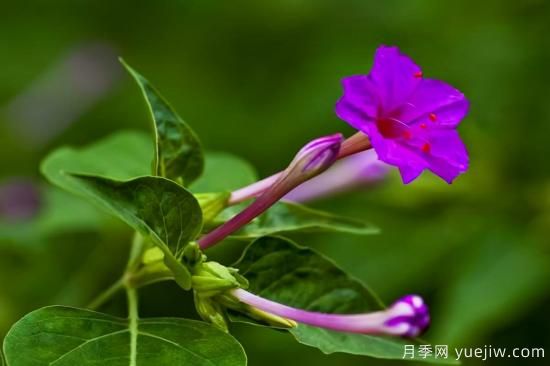 100種常見花卉的栽培大全，送給愛養(yǎng)花的你(圖88)