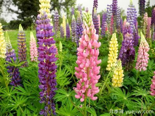 100種常見花卉的栽培大全，送給愛養(yǎng)花的你(圖87)