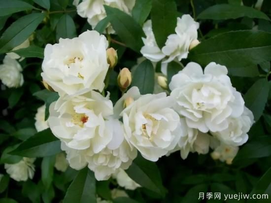 綠籬，讓你的花園與眾不同！(圖4)