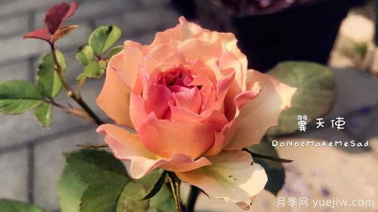 河本純子天使系列月季，顏值擔(dān)當(dāng)溫柔靈動(dòng)(圖8)