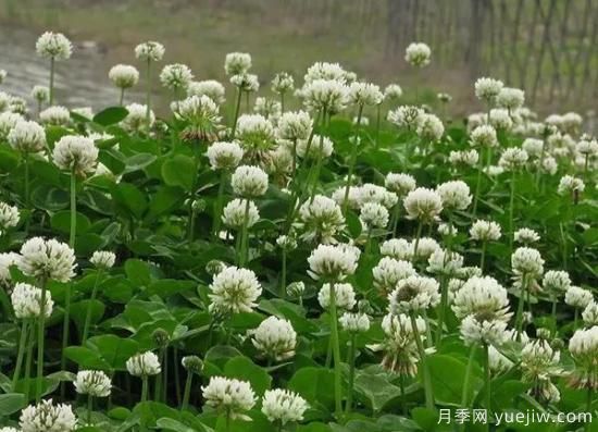 冬天想要綠草如茵，可以試試這幾種草坪(圖4)
