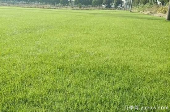 冬天想要綠草如茵，可以試試這幾種草坪(圖5)