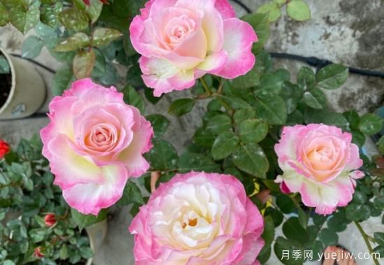 六翼天使月季，濃香高顏值分支多開花勤(圖3)