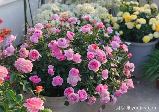 入秋養(yǎng)月季推薦5個(gè)品種，耐熱耐寒抗性強(qiáng)開花美(圖1)