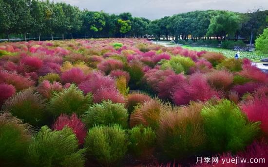 100種常見花卉的栽培大全，送給愛養(yǎng)花的你(圖89)