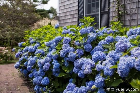 繡球秋季養(yǎng)護(hù)方法，明年春枝繁葉茂開爆花(圖1)