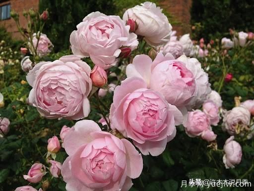 35個(gè)奧斯汀官方推薦的月季品種，抗病強(qiáng)長(zhǎng)勢(shì)好開(kāi)花多花友必選(圖34)