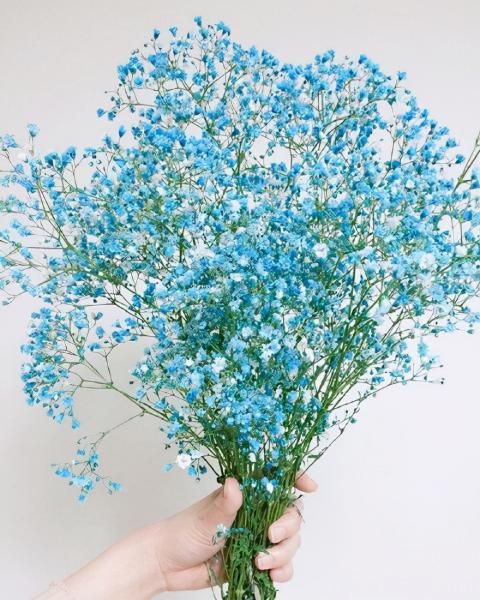 100種常見花卉的栽培大全，送給愛養(yǎng)花的你(圖93)