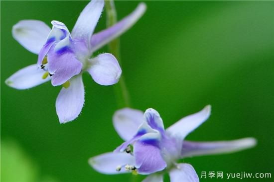100種常見花卉的栽培大全，送給愛養(yǎng)花的你(圖94)