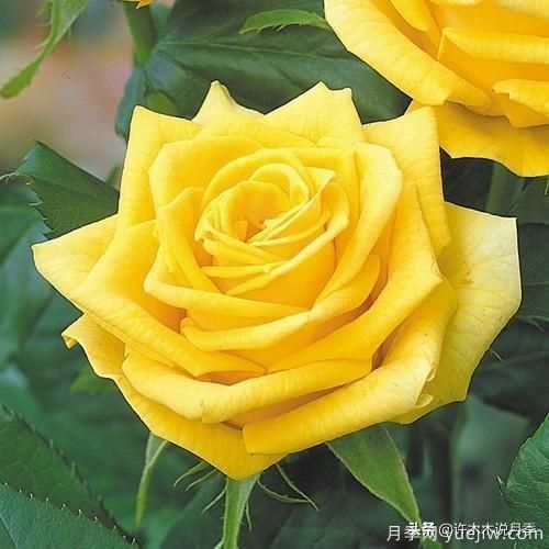 35個(gè)奧斯汀官方推薦的月季品種，抗病強(qiáng)長(zhǎng)勢(shì)好開(kāi)花多花友必選(圖35)