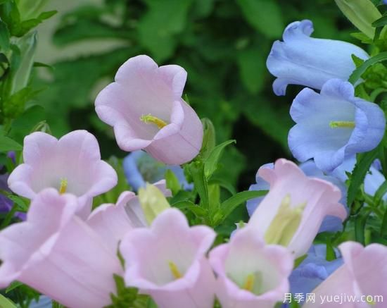 100種常見花卉的栽培大全，送給愛養(yǎng)花的你(圖95)