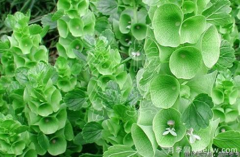 100種常見花卉的栽培大全，送給愛養(yǎng)花的你(圖97)