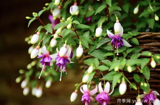 10種嬌艷奪目的花卉，驚艷你的花園(圖2)