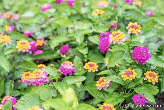 10種嬌艷奪目的花卉，驚艷你的花園(圖3)