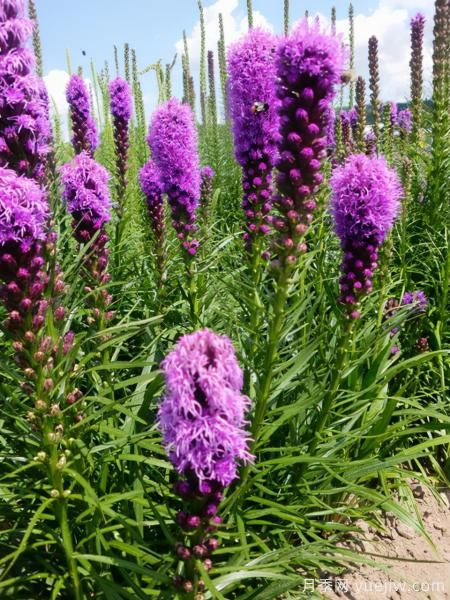 100種常見花卉的栽培大全，送給愛養(yǎng)花的你(圖98)