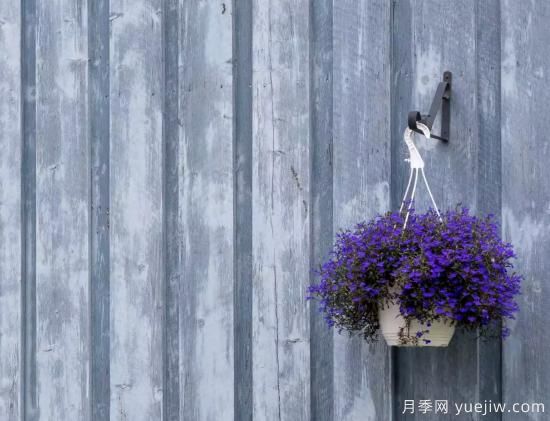 10種嬌艷奪目的花卉，驚艷你的花園(圖4)