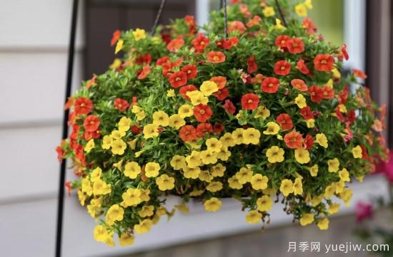 10種嬌艷奪目的花卉，驚艷你的花園(圖5)