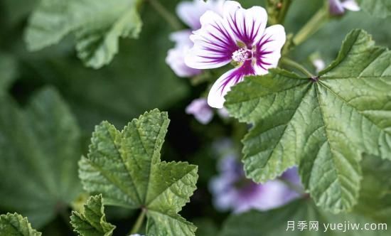 10種嬌艷奪目的花卉，驚艷你的花園(圖6)