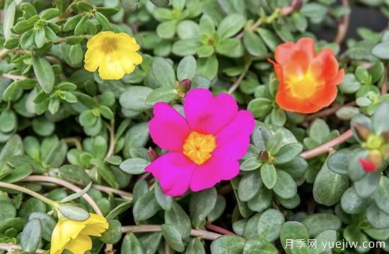 10種嬌艷奪目的花卉，驚艷你的花園(圖7)