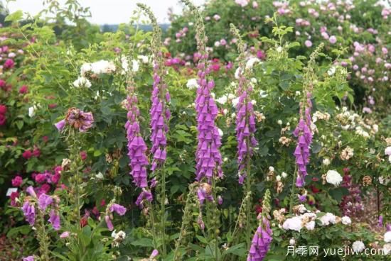10種嬌艷奪目的花卉，驚艷你的花園(圖8)