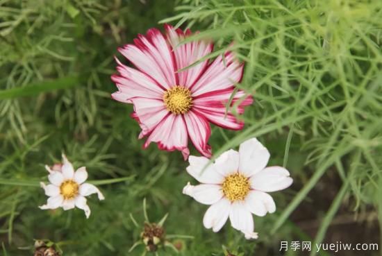 10種嬌艷奪目的花卉，驚艷你的花園(圖9)