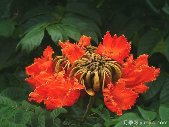 火焰樹，花如星星之火燎于翠葉的樹種(圖3)