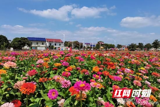 株洲攸縣：姹紫嫣紅皆秋色 鄉(xiāng)村風(fēng)景入眼簾(圖2)