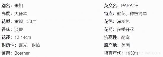 推薦高顏值且好養(yǎng)的10個(gè)藤本月季，看一眼就愛上(圖2)