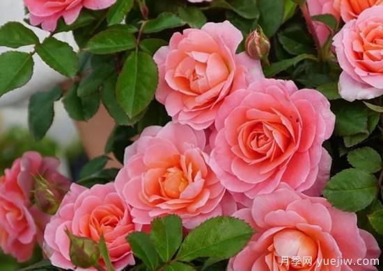 11月養(yǎng)灌木月季，在室內(nèi)天冷照樣開花(圖1)