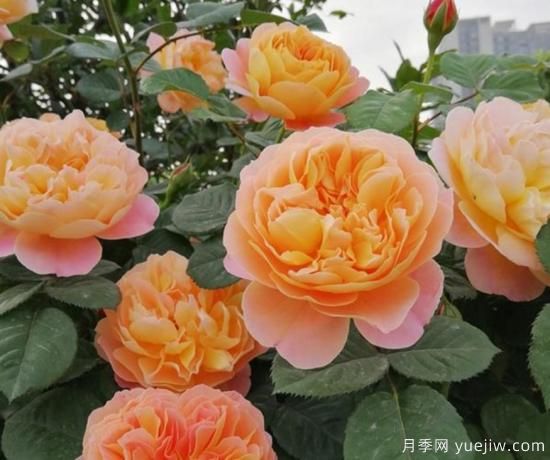 11月養(yǎng)灌木月季，在室內(nèi)天冷照樣開花(圖2)