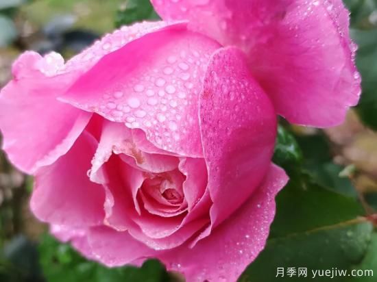 推薦高顏值且好養(yǎng)的10個(gè)藤本月季，看一眼就愛上(圖9)
