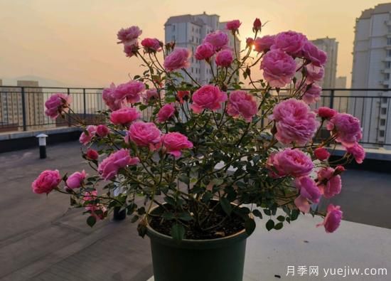 11月養(yǎng)灌木月季，在室內(nèi)天冷照樣開花(圖3)