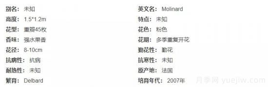 推薦高顏值且好養(yǎng)的10個(gè)藤本月季，看一眼就愛上(圖10)
